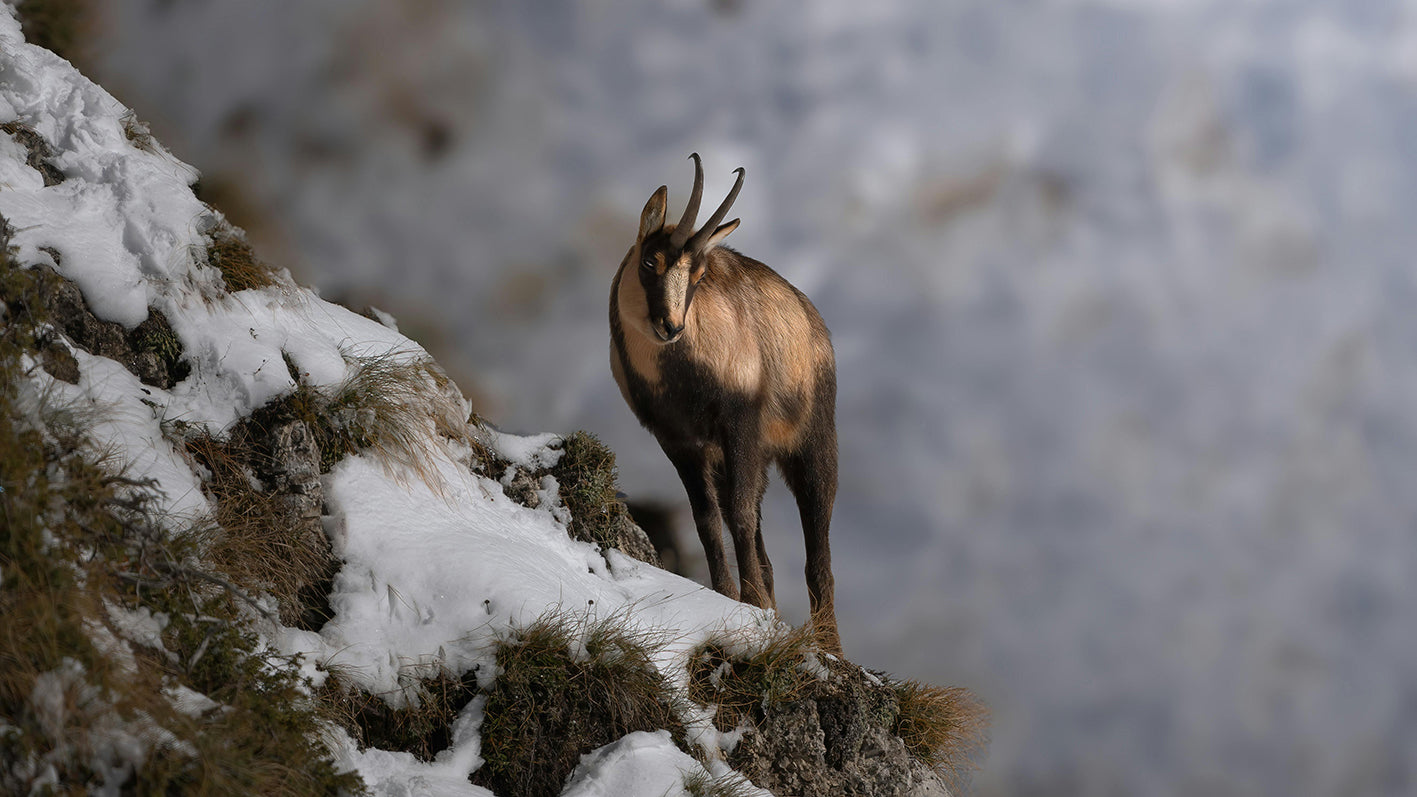 Old Swiss Tour – Glarus, Lakes & Chocolate